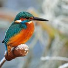 --- Eisvogel auf verschneiten Rohrkolben ----