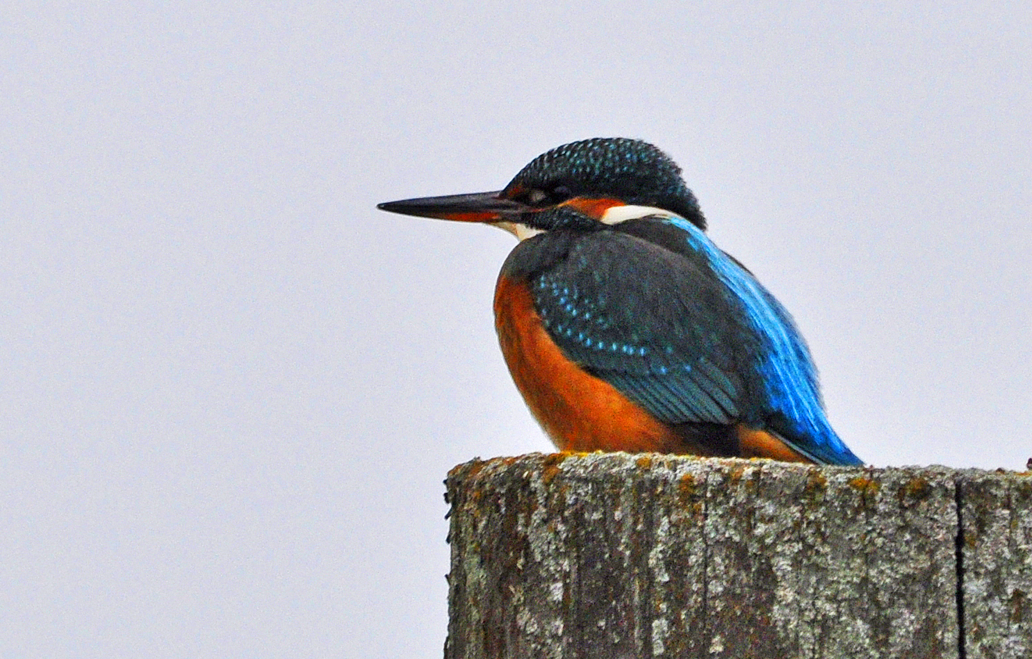 Eisvogel auf Warte