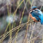 Eisvogel auf Weide