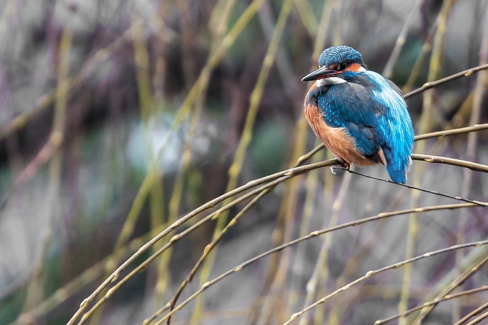 Eisvogel auf Weide