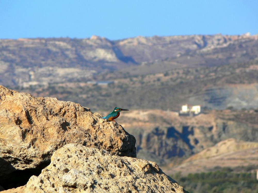 Eisvogel auf Zypern