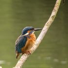 Eisvogel, aufgeplustert