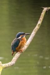 Eisvogel, aufgeplustert