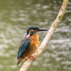 Eisvogel, aufmerksam