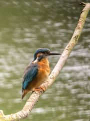 Eisvogel, aufmerksam