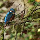 Eisvogel - Auge in Auge