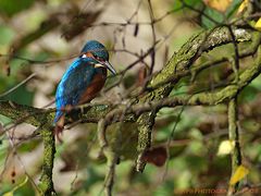 Eisvogel - Auge in Auge