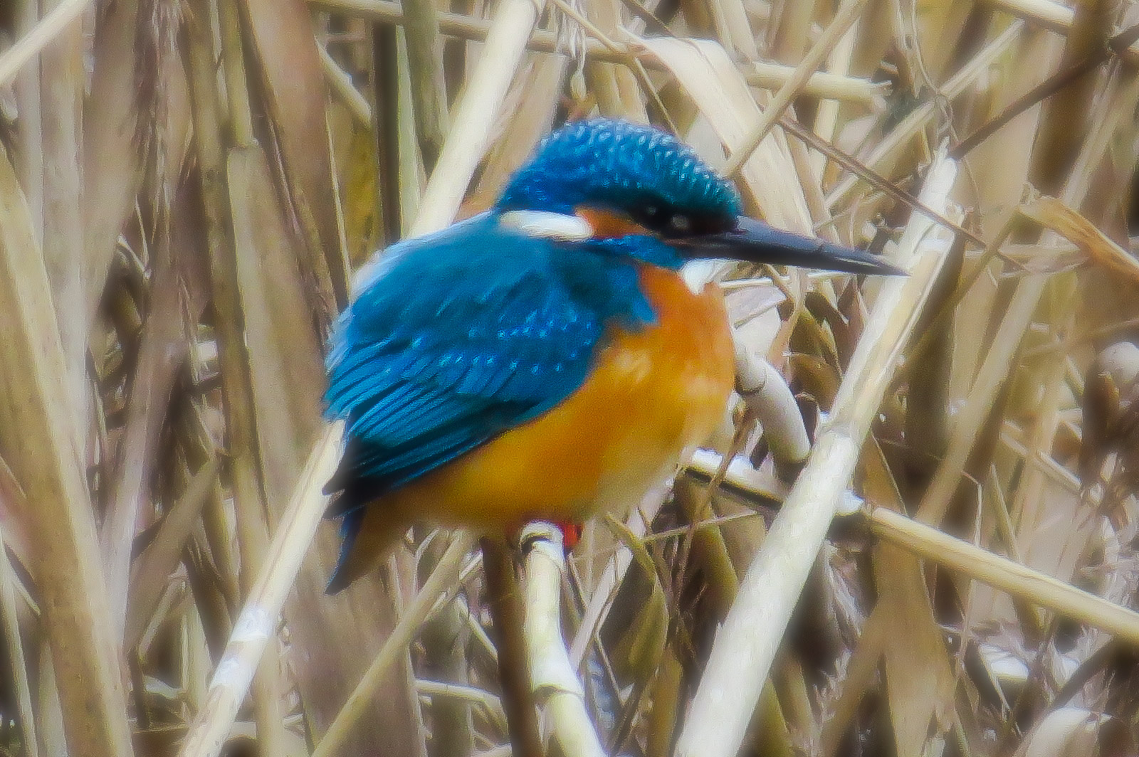 Eisvogel Augsburg