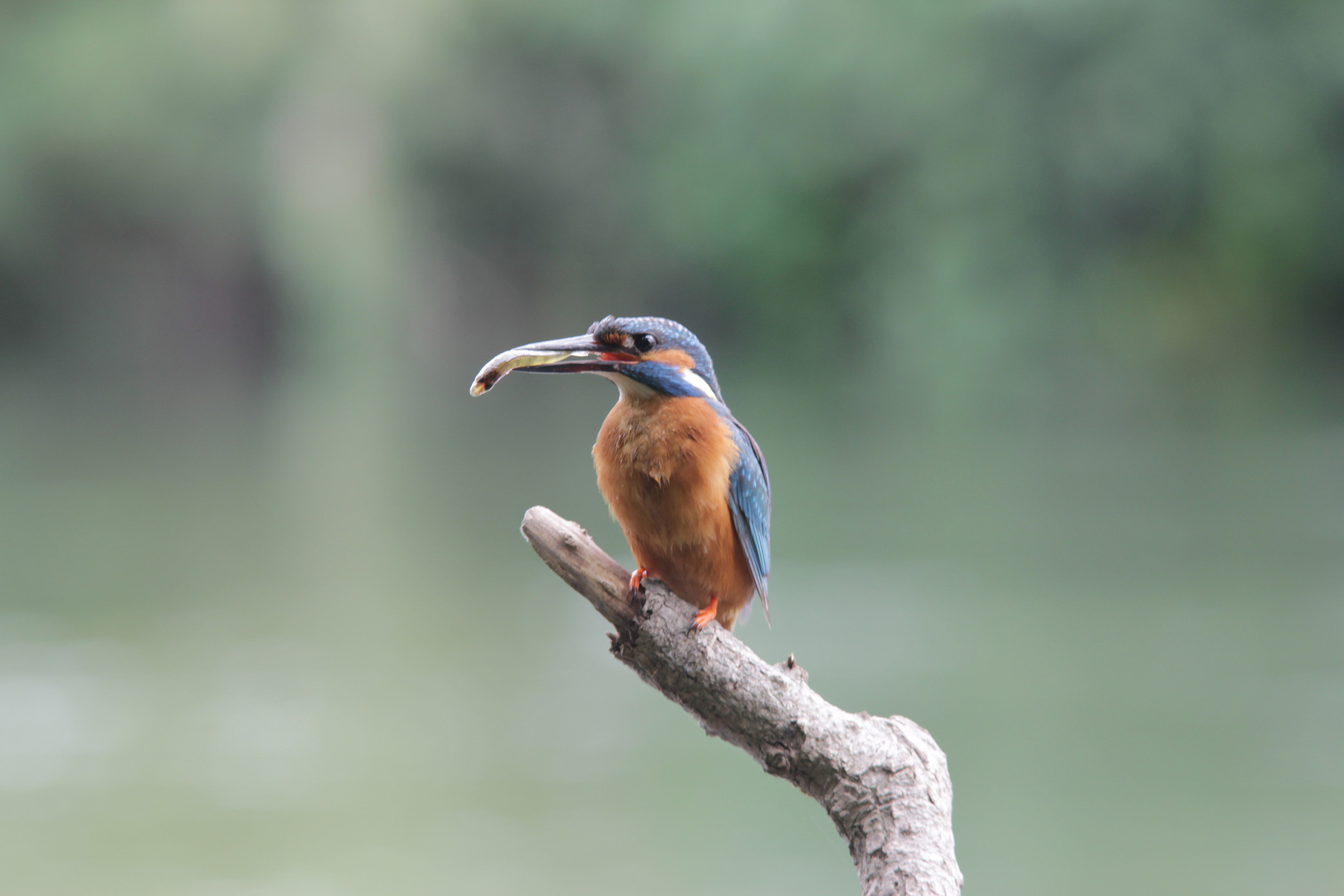 Eisvogel aus