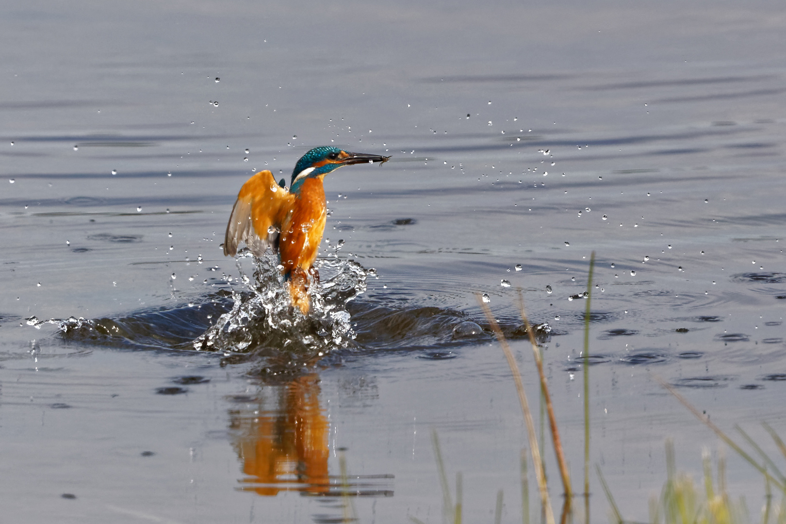 Eisvogel aus Belgien