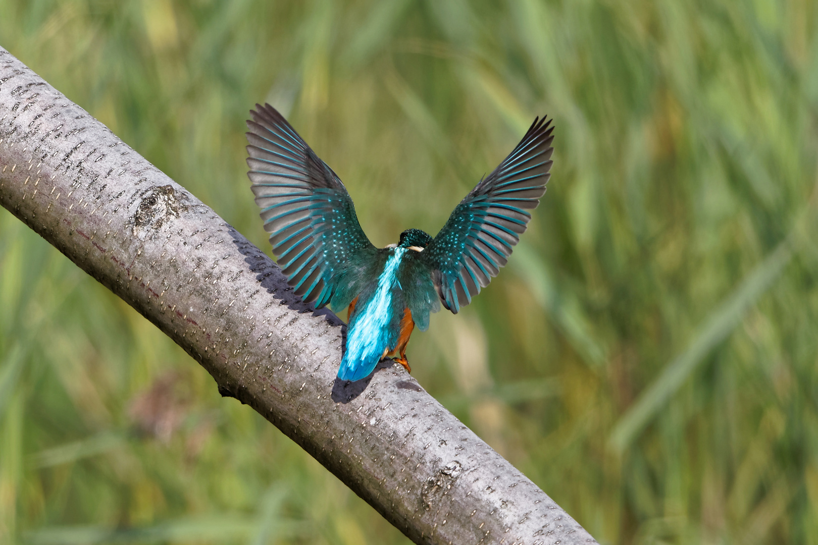 Eisvogel aus Belgien