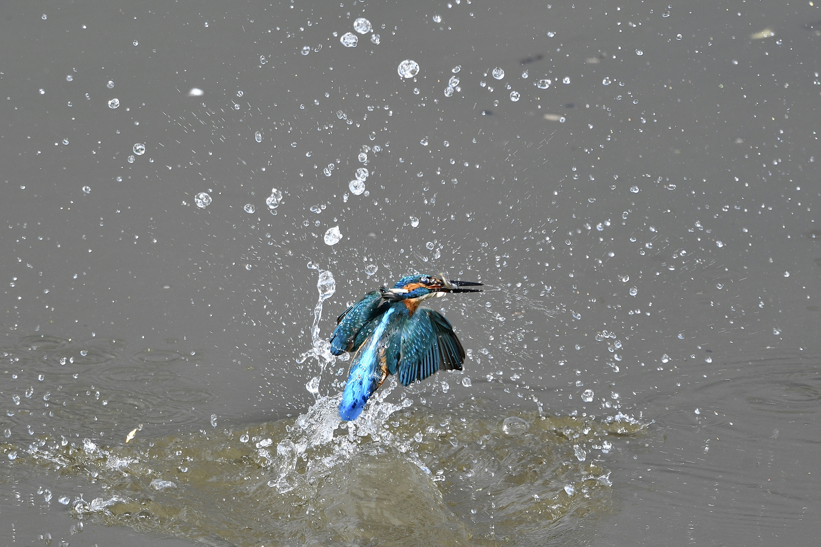 Eisvogel aus dem Wasser 