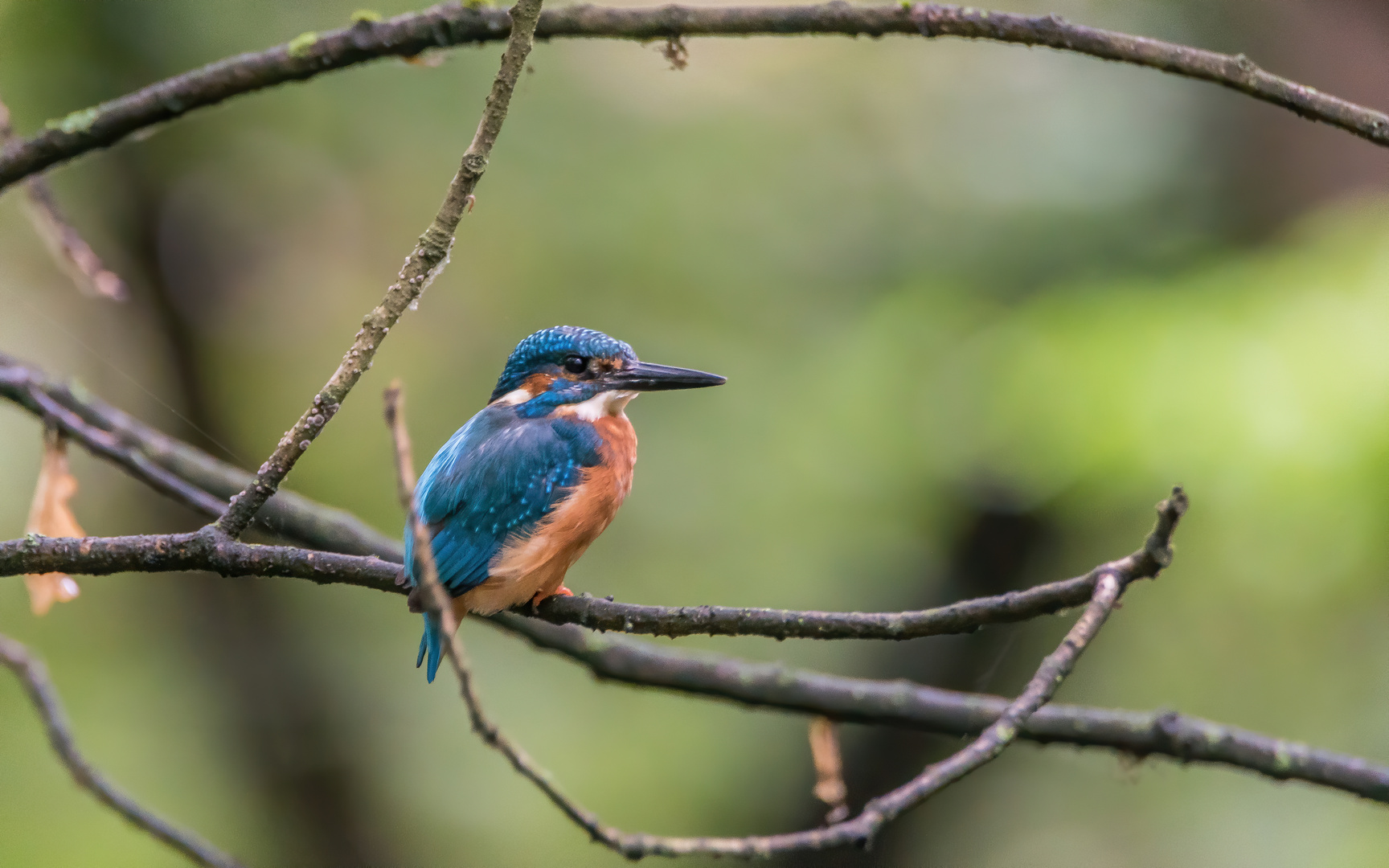 Eisvogel aus den Ruhrauen