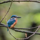 Eisvogel aus den Ruhrauen