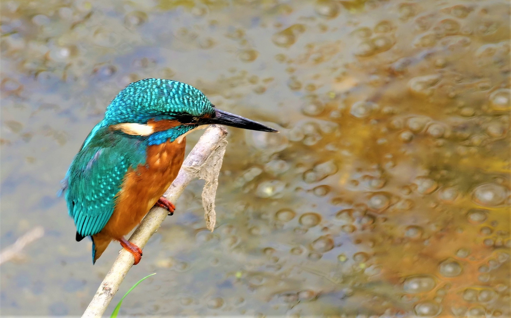 Eisvogel aus der Vogelperspektive.