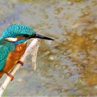 Eisvogel aus der Vogelperspektive.