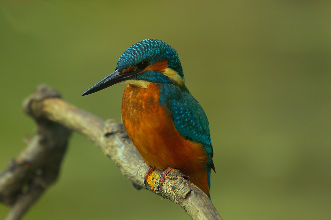 Eisvogel aus Dernau