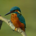 Eisvogel aus Dernau