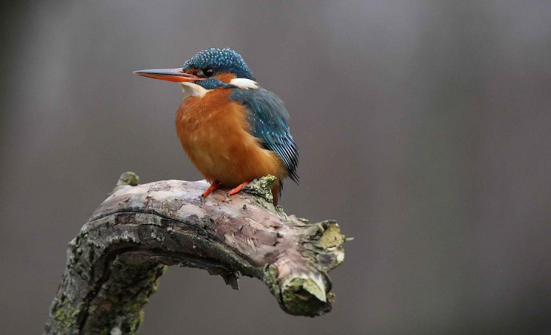 Eisvogel aus nächster Nähe