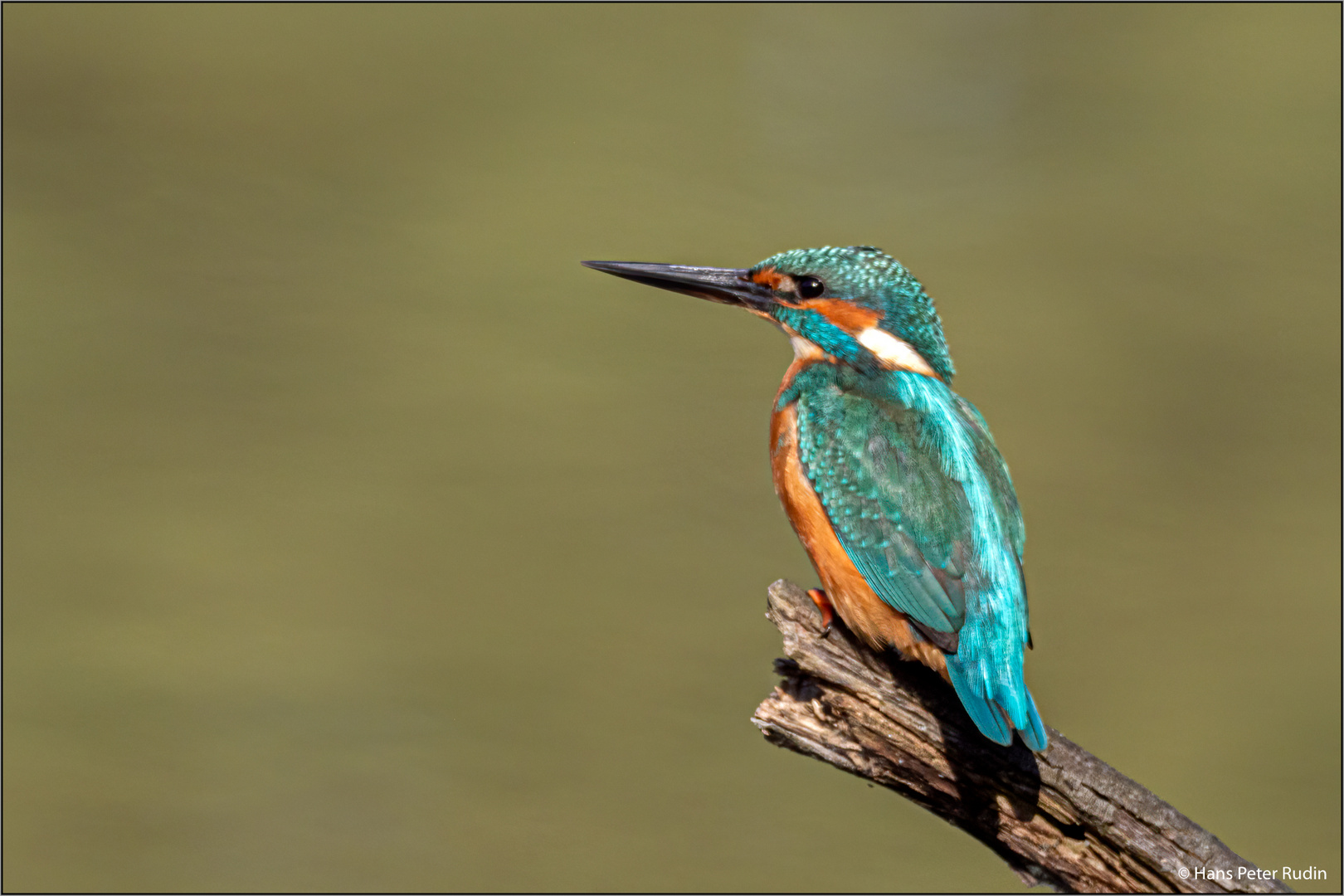 Eisvogel – Ausblick