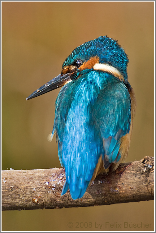 (Eisvogel)  Ausruhen nach dem Mahl