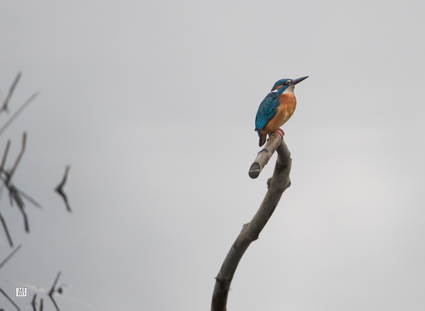 Eisvogel Ausschau haltend