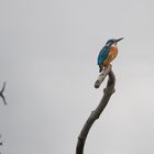 Eisvogel Ausschau haltend