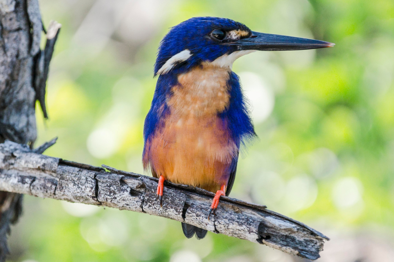 Eisvogel, Azureisvogel, Ceyx azureus, ergänzt auf Grund eines Hinweises von bayucca