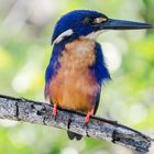 Eisvogel, Azureisvogel, Ceyx azureus, ergänzt auf Grund eines Hinweises von bayucca