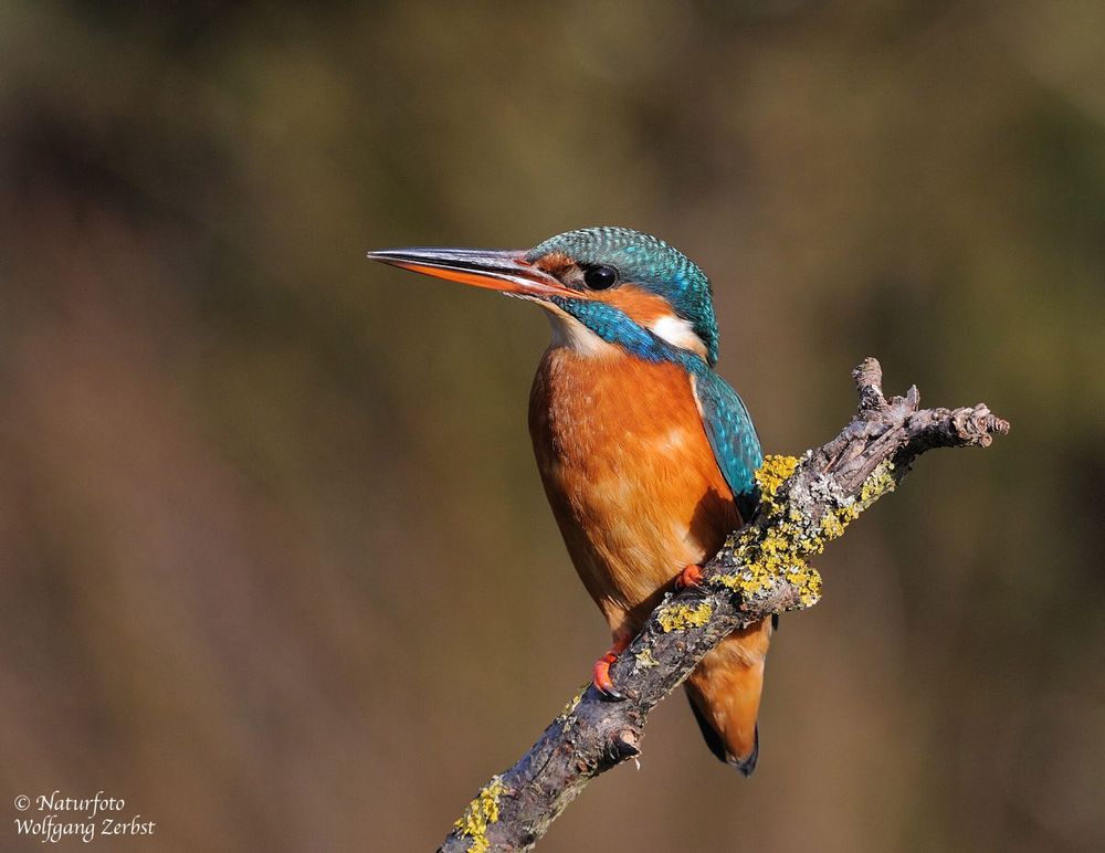 --- Eisvogel B --- ( Alcedo atthia )