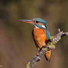 --- Eisvogel B --- ( Alcedo atthia )