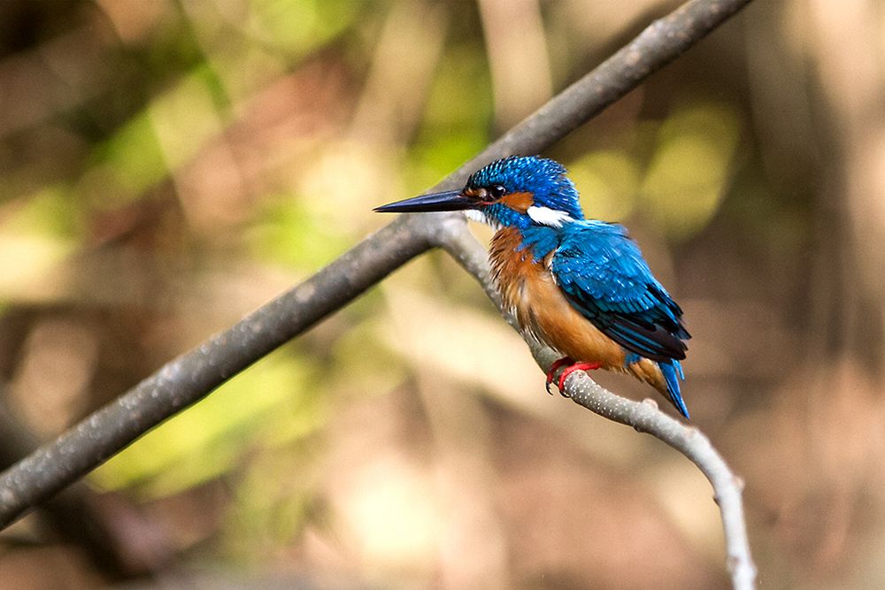 Eisvogel