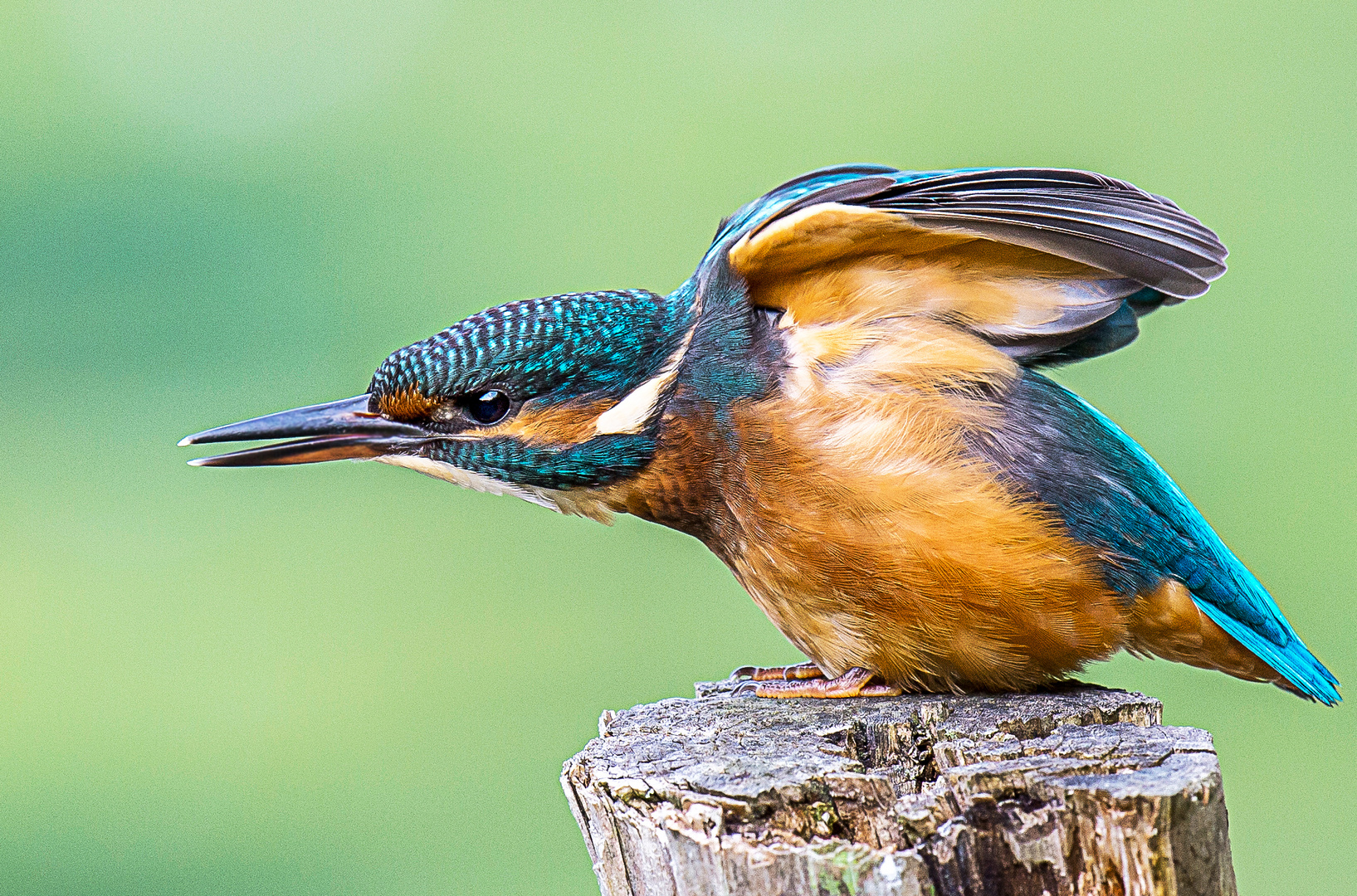 Eisvogel