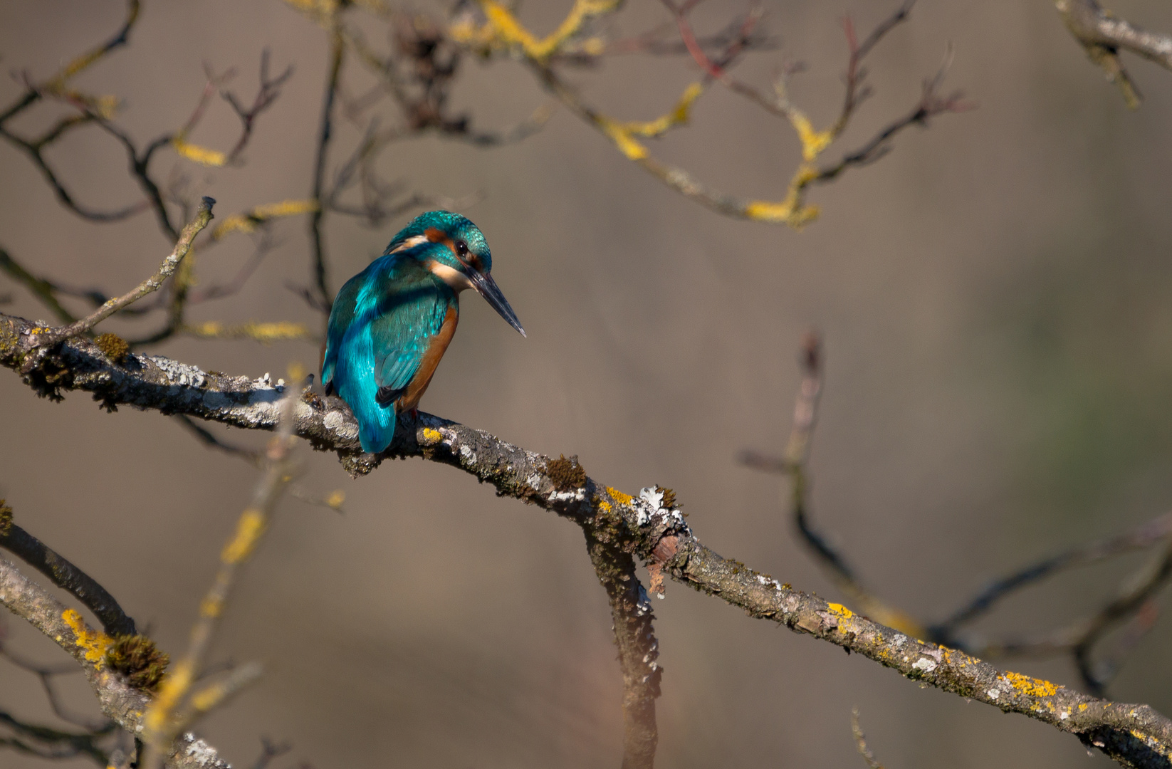 Eisvogel