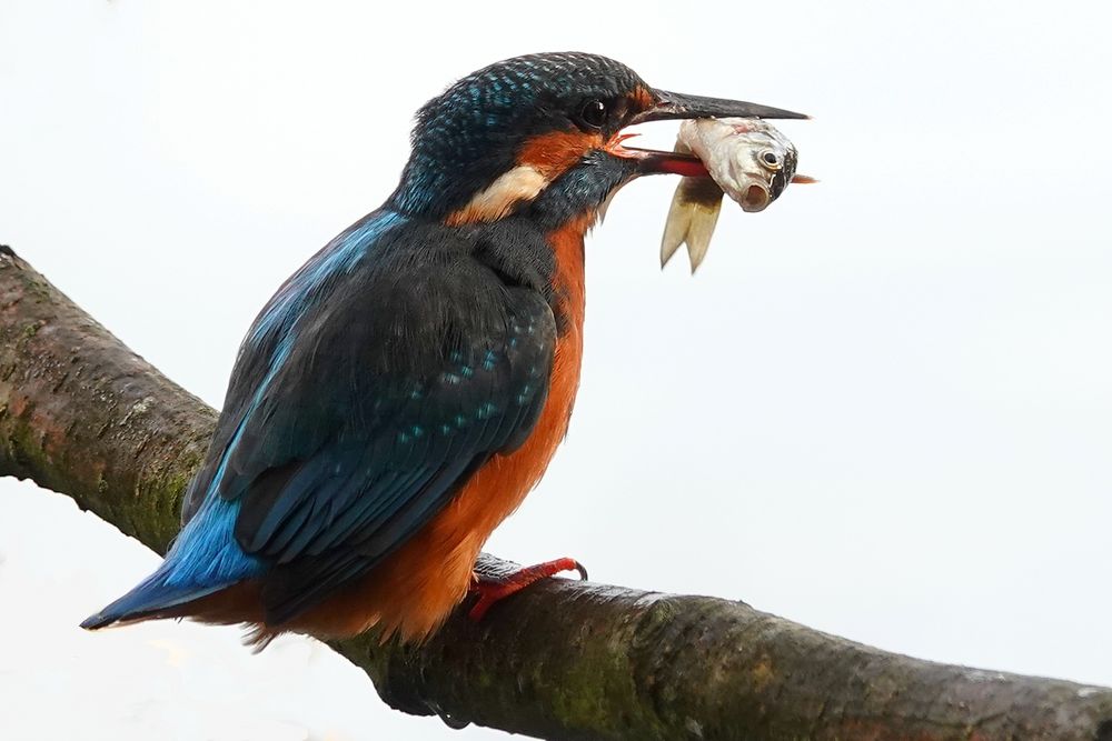 Eisvogel