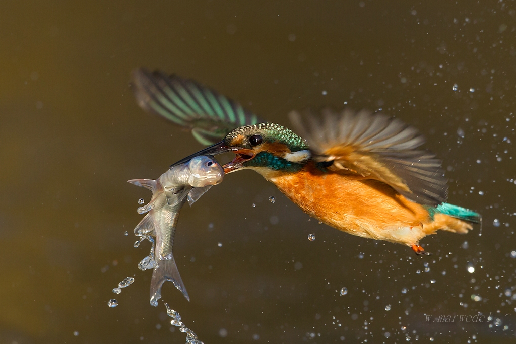 Eisvogel