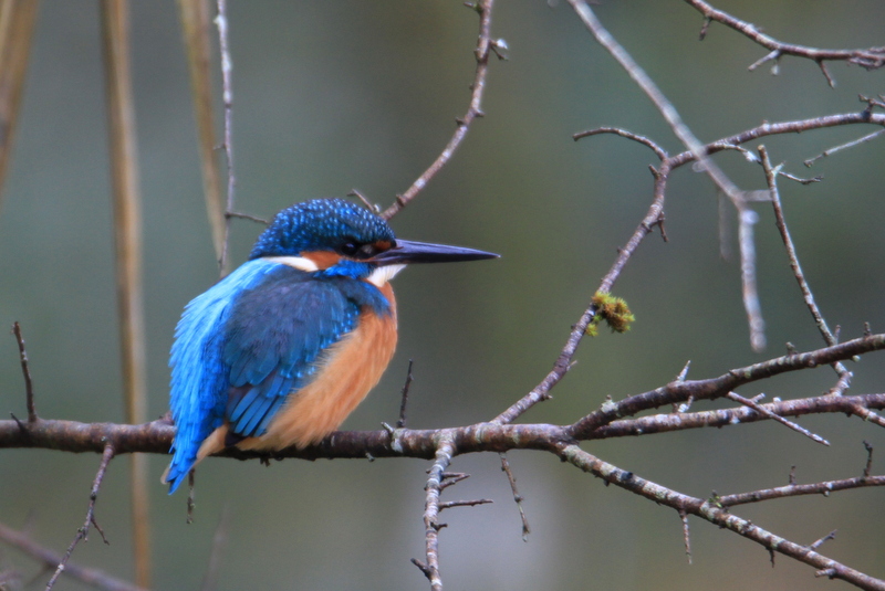 Eisvogel