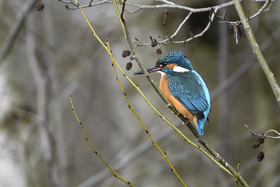 Eisvogel