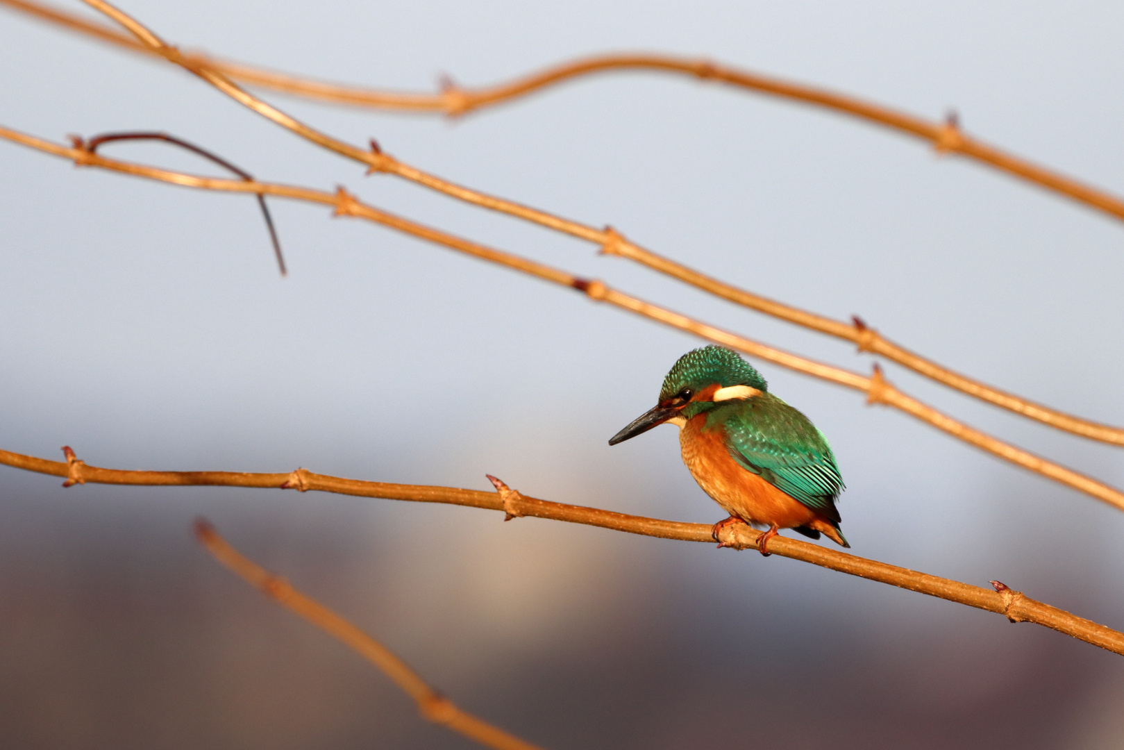 Eisvogel