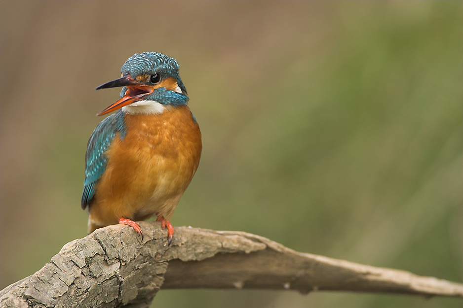 Eisvogel