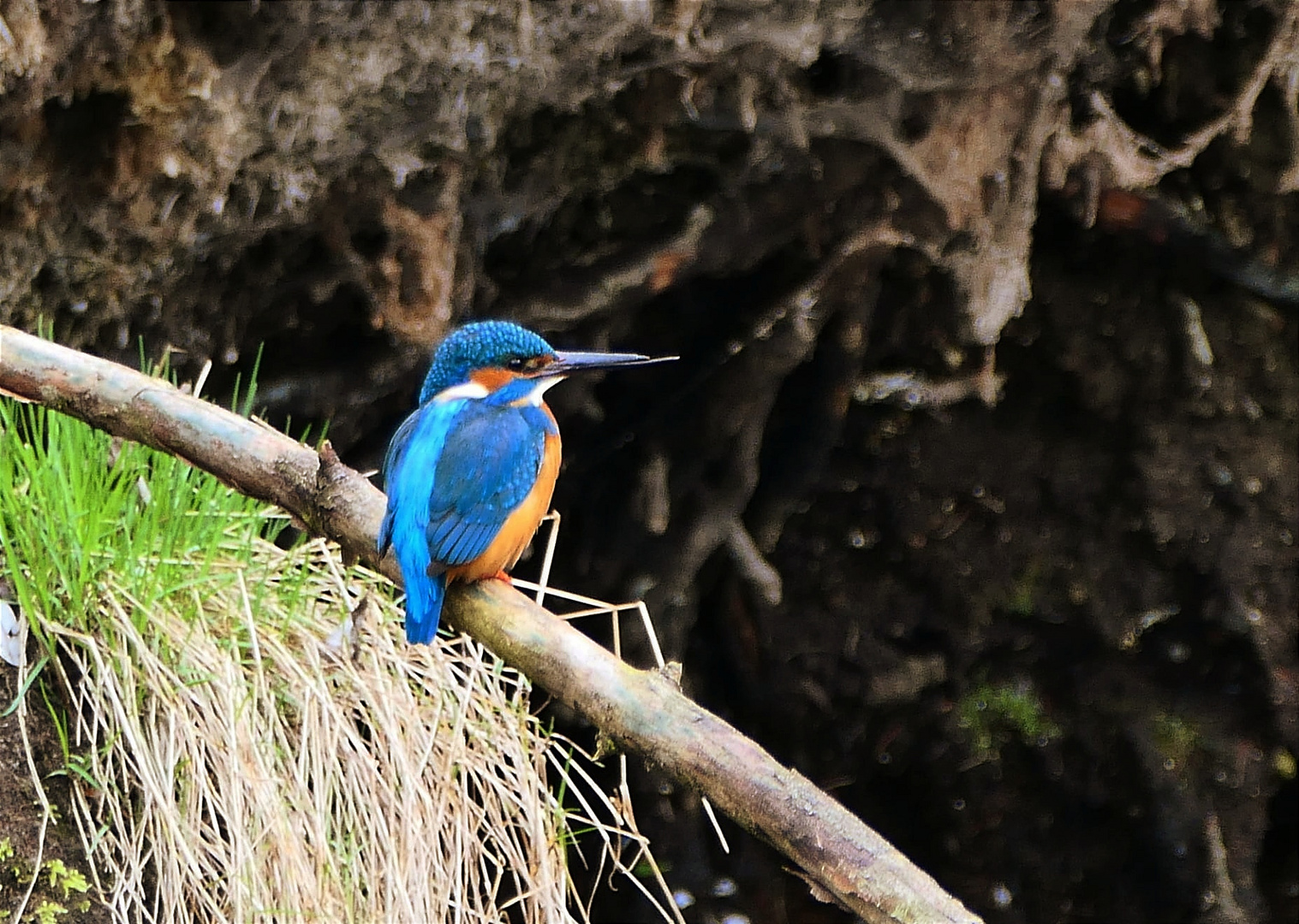 Eisvogel 