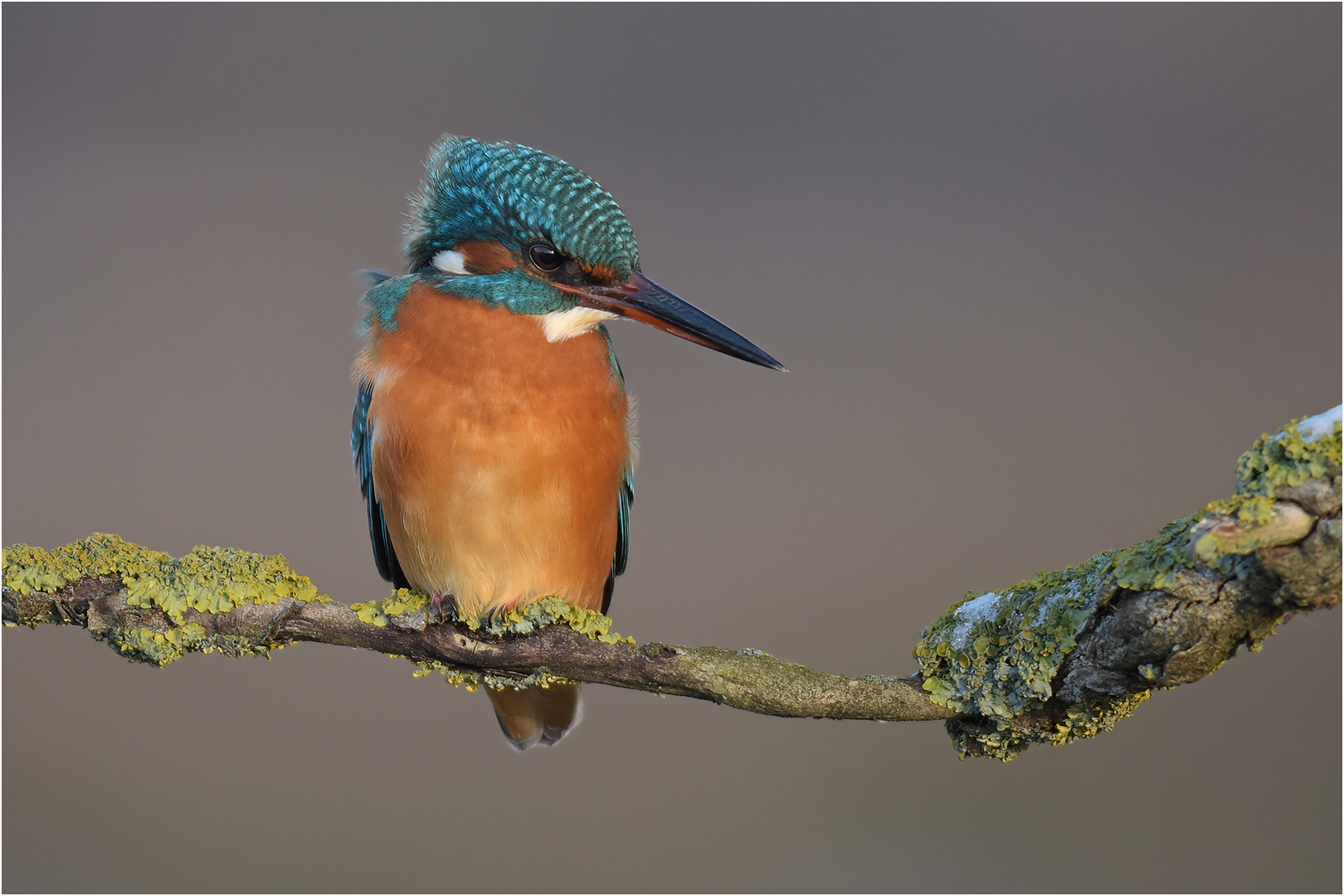 Eisvogel