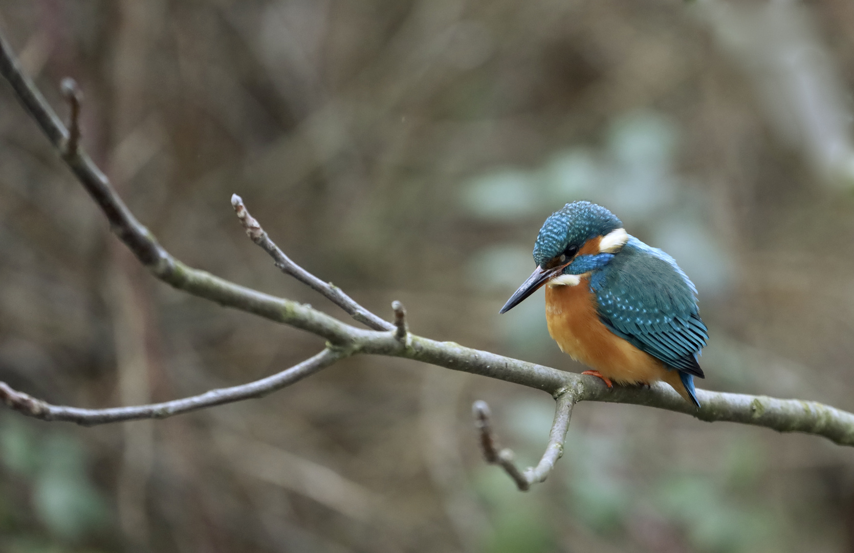 Eisvogel