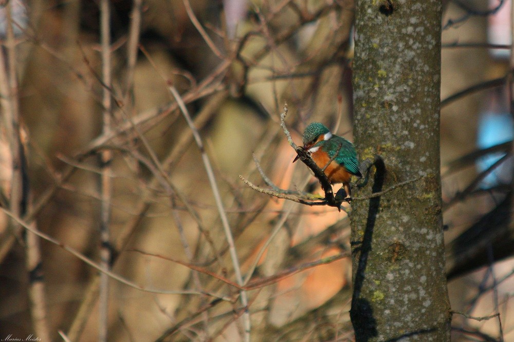 °Eisvogel°