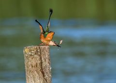 Eisvogel