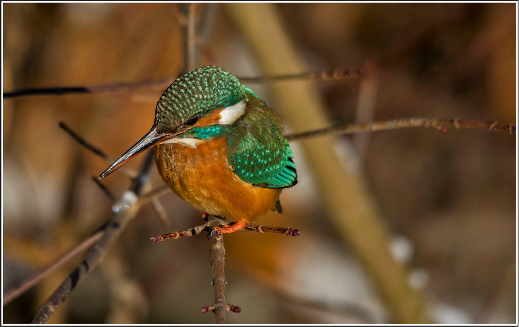 Eisvogel 