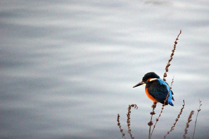 Eisvogel