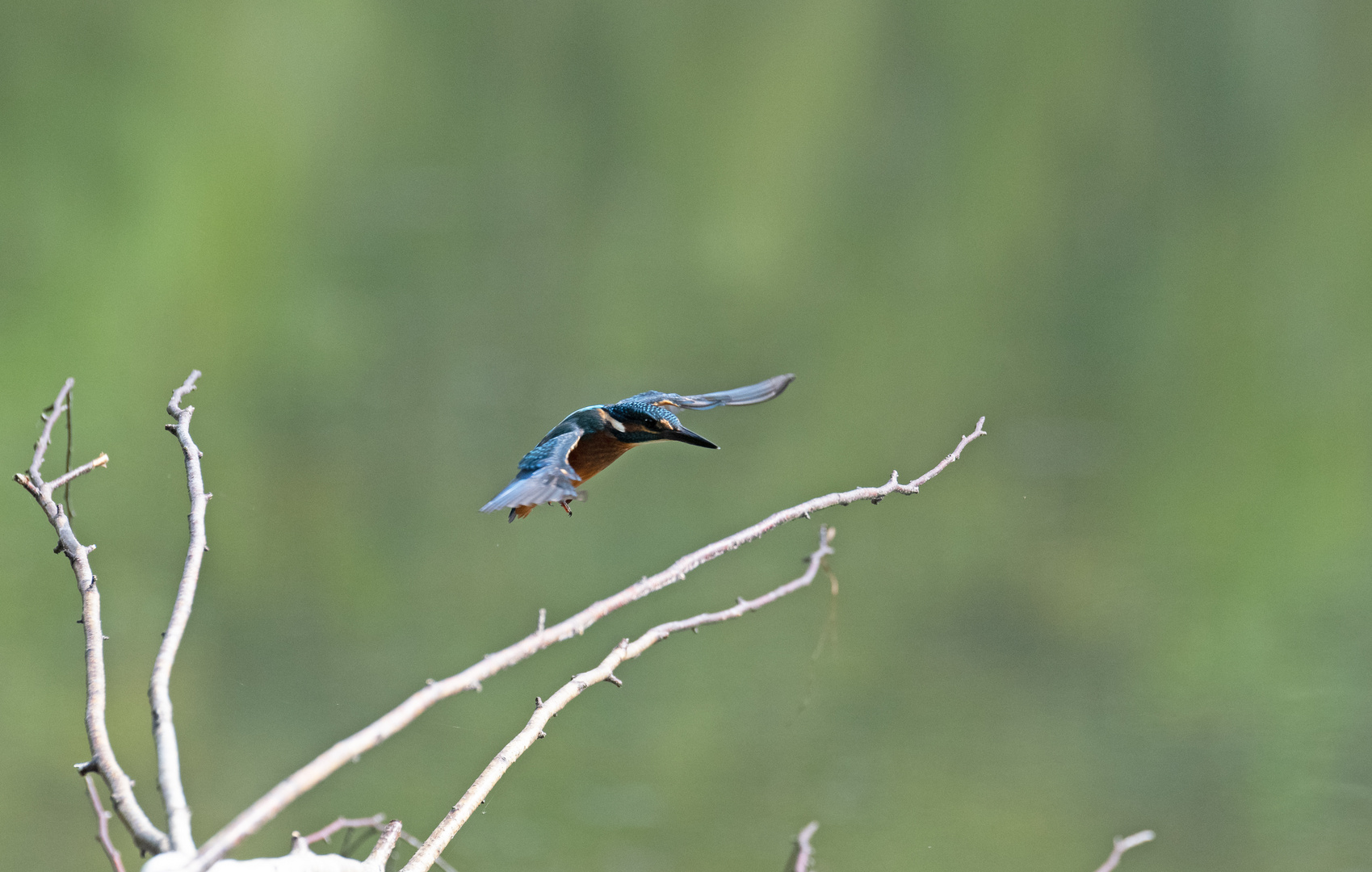 Eisvogel