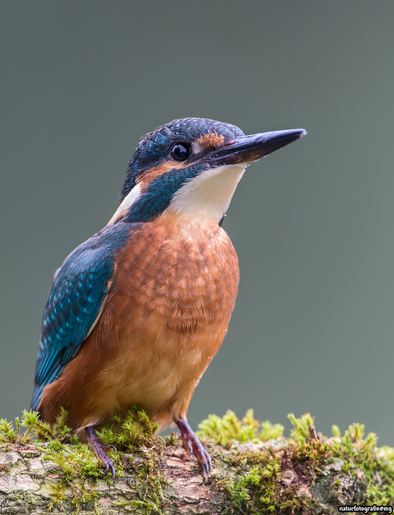 Eisvogel