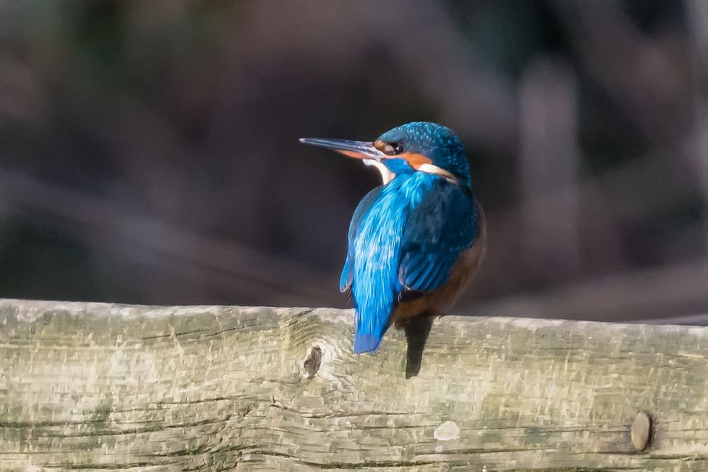 Eisvogel